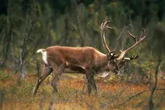 Reindeer (Caribou) in natural habitat