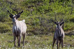 Reindeer grazing on Arctic tundra