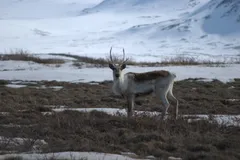 Reindeer (Caribou) in natural habitat