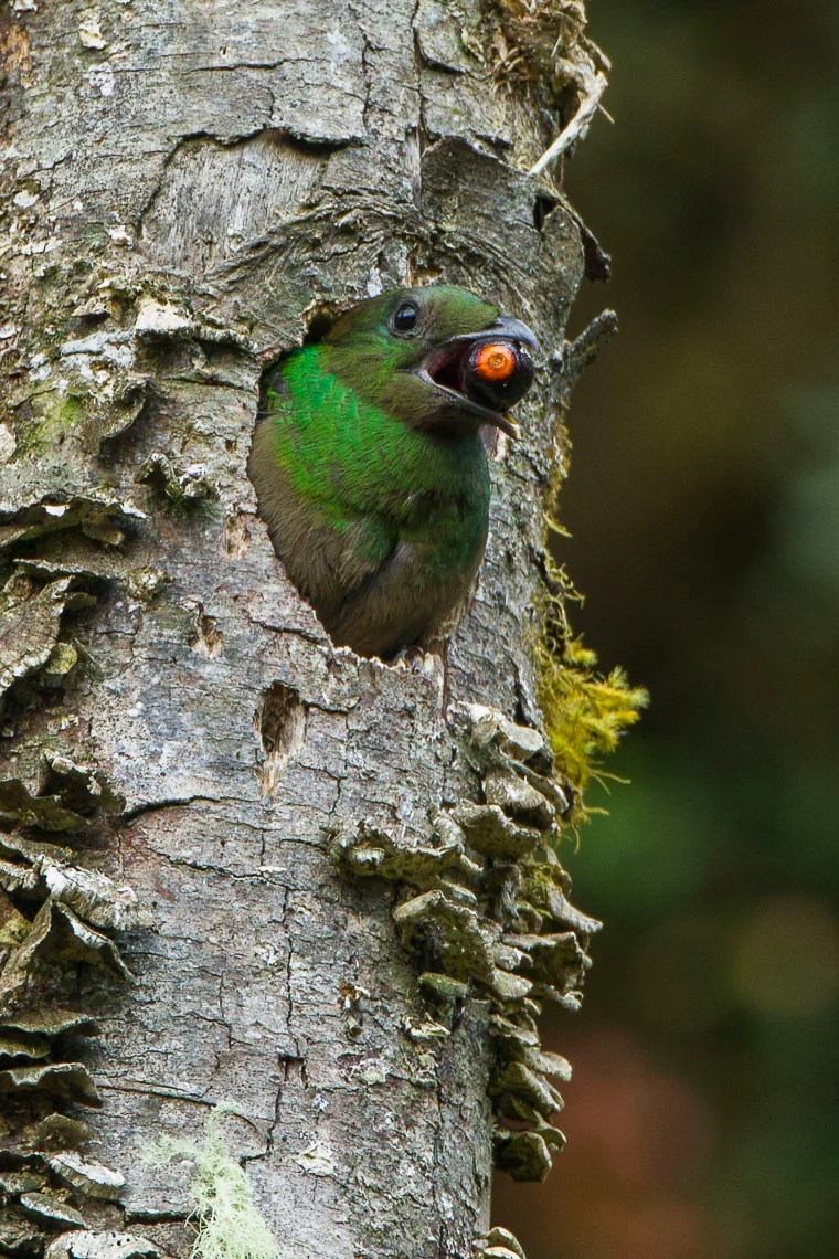 Male Resplendent Quetzal perched in cloud forest displaying emerald plumage