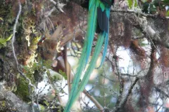 Resplendent Quetzal perched on mossy branch in high canopy