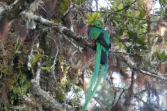 Resplendent Quetzal profile perched in wild foliage