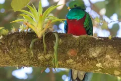 Resplendent Quetzal perched with tail streamers hanging down