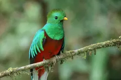 Wild Resplendent Quetzal perched in Monteverde cloud forest canopy