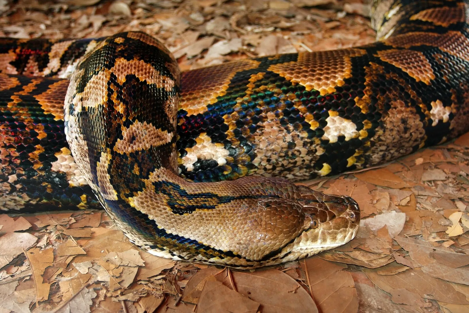reticulated python in natural habitat