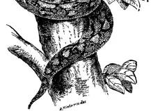 reticulated python in natural habitat