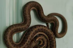 reticulated python in natural habitat