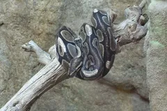 reticulated python in natural habitat