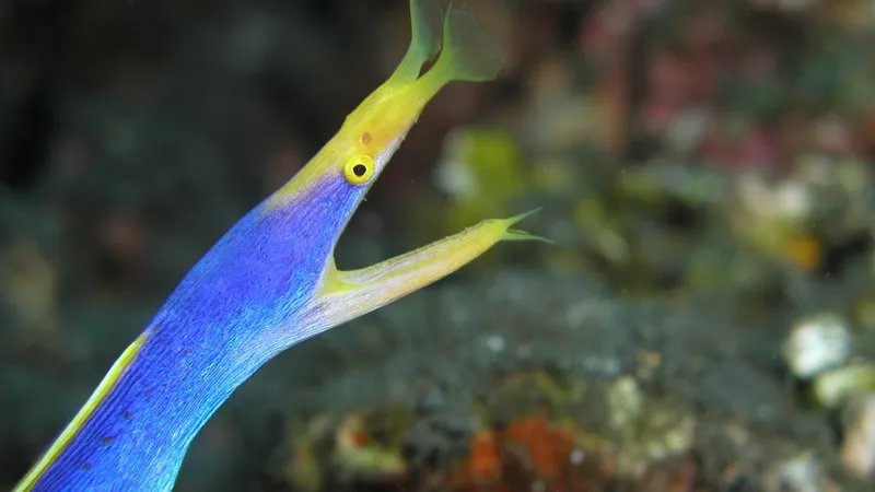 Electric blue male ribbon eel extending from coral reef burrow with flared yellow nostrils