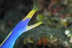 Electric blue male ribbon eel extending from coral reef burrow with flared yellow nostrils