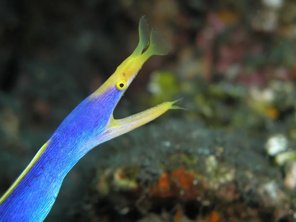 Electric blue male ribbon eel extending from coral reef burrow with flared yellow nostrils