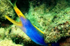 Black juvenile ribbon eel showing bright yellow dorsal stripe on sandy reef floor