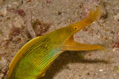 Close-up of ribbon eel displaying leaf-like nasal flares and gaping theatrical mouth