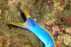 Golden yellow female ribbon eel swimming with undulating ribbon body motion