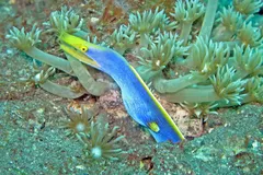 Ribbon eel peeking cautiously from volcanic rubble crevice in Indo-Pacific reef