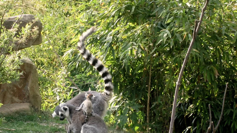 Ring-Tailed Lemur in natural habitat