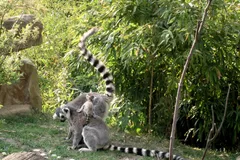 Ring-Tailed Lemur in natural habitat