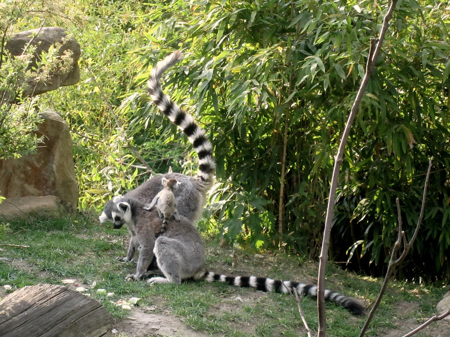 Ring-Tailed Lemur in natural habitat