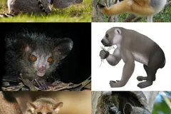A male Ring-tailed Lemur (Lemur catta) scent-marks a young tree at Berenty in Madagascar