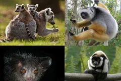 Ring-Tailed Lemur in natural habitat