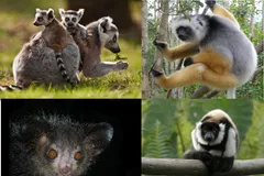 Ring-Tailed Lemur in natural habitat