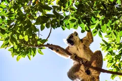 Ring-Tailed Lemur in natural habitat