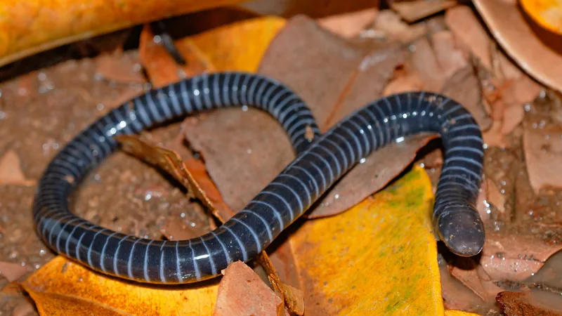 Blue-grey ringed caecilian coiled on fallen yellow leaves, pale rings circling its body