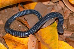 Blue-grey ringed caecilian coiled on fallen yellow leaves, pale rings circling its body