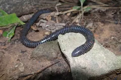 Ringed caecilian stretched across damp forest soil and a pale stone