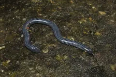 Dark ringed caecilian curving across bare wet ground at night