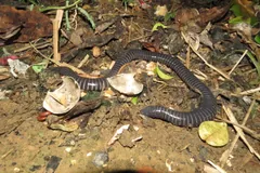 Ringed caecilian winding through leaf litter and twigs on the forest floor