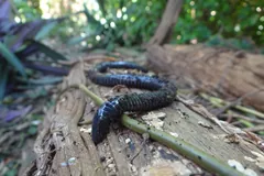 Ringed caecilian draped over a rotting log, its blunt head raised