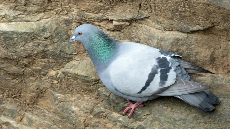 Grey rock dove with a green and purple sheen on its neck standing on a cliff rock