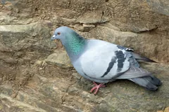 Grey rock dove with a green and purple sheen on its neck standing on a cliff rock