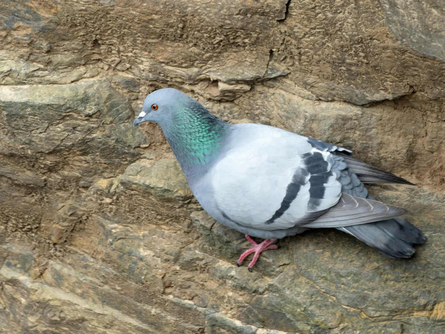 Grey rock dove with a green and purple sheen on its neck standing on a cliff rock