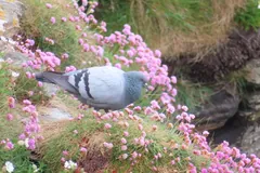 Rock dove among pink sea thrift flowers on a grassy cliff
