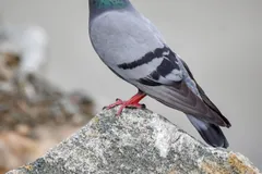 Rock dove standing on a rock, showing its two black wing bars