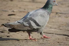 Rock dove walking across sandy ground