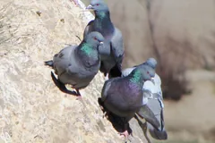 Several rock doves gathered on a rocky slope