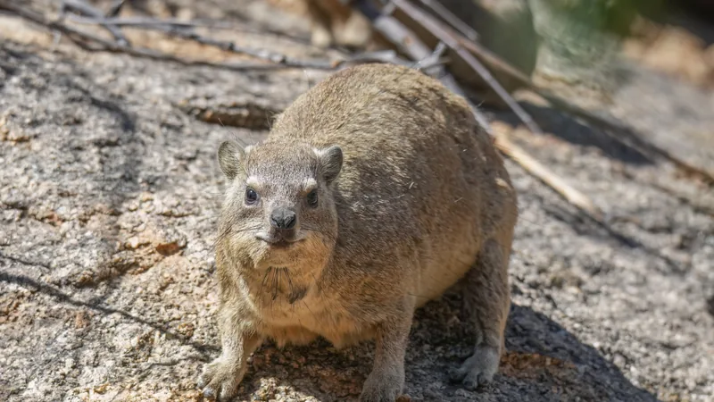 Stocky brown rock hyrax sitting on a sunlit granite slab, looking toward the camera