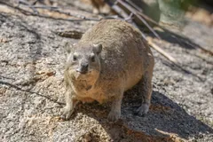 Stocky brown rock hyrax sitting on a sunlit granite slab, looking toward the camera