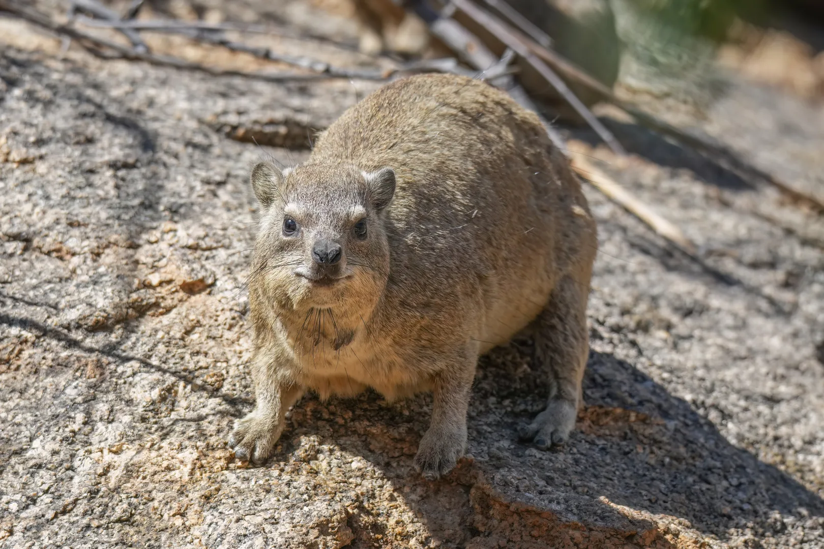 Rock Hyrax