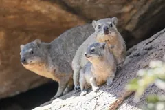 Three rock hyraxes, an adult and two young, huddled together on a rock ledge