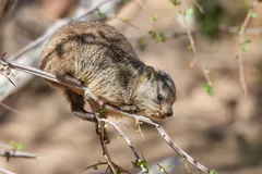 Rock hyrax perched along a thin branch, reaching forward for leaves
