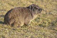 Rock hyrax standing side-on in short dry grass, its thick fur and stubby legs clear