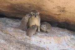 Adult rock hyrax with young sheltering under an overhang of granite