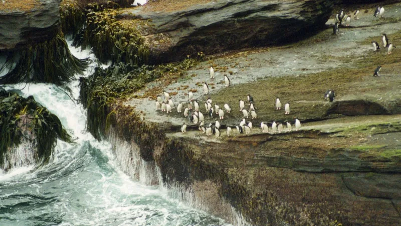 rockhopper penguin in natural habitat