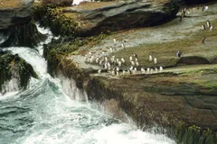 rockhopper penguin in natural habitat