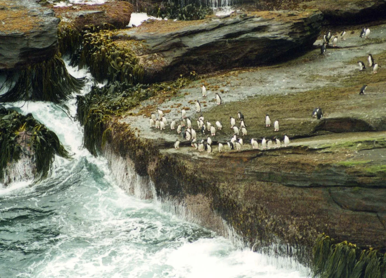 rockhopper penguin in natural habitat