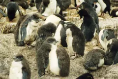 rockhopper penguin in natural habitat